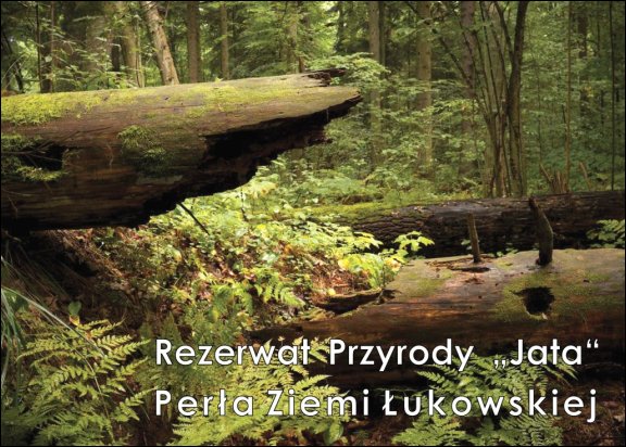 Gmina Łuków - grafika